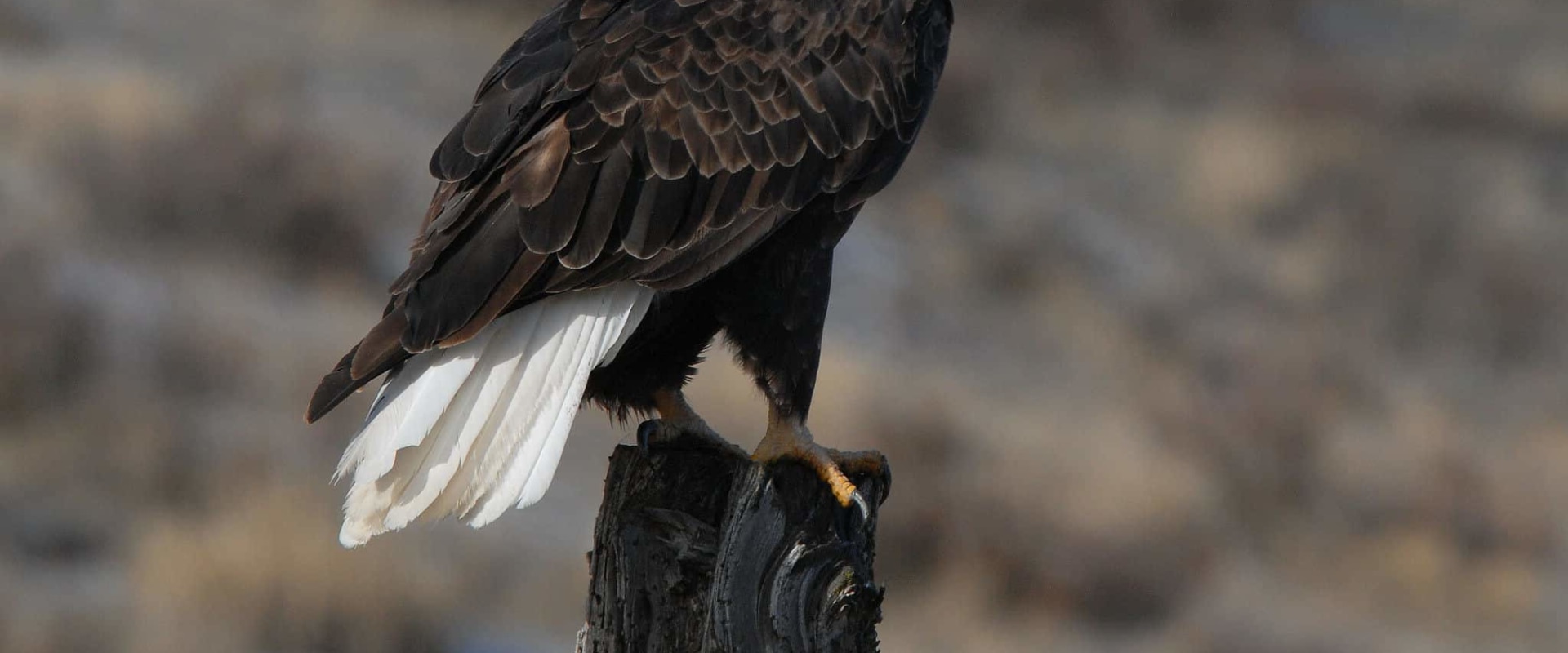 Creating Educational Resources for the Community: A Guide to the Eagle Historical Society