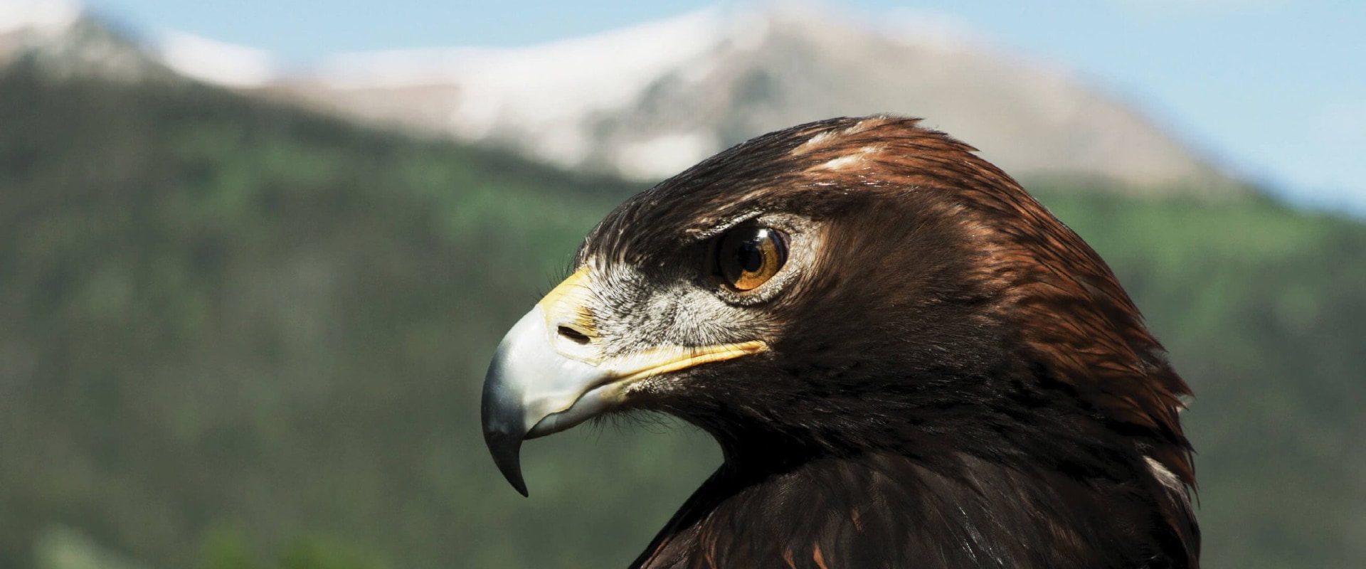 Connecting with Other Researchers: Exploring Eagle's History and Heritage