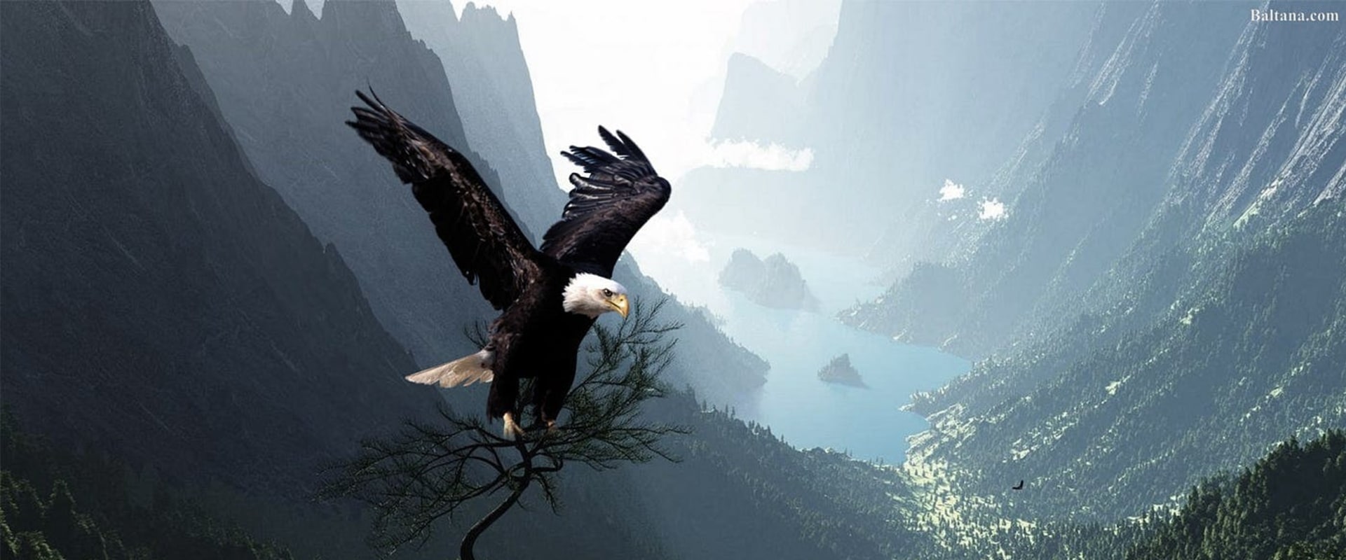 Tips for Organizing Your Research: A Comprehensive Guide to Discovering the History of Eagle