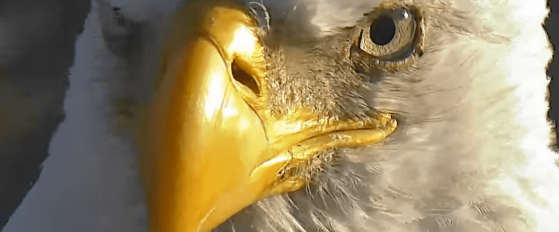 Uncovering the Rich History of the Eagle Historical Society Archives