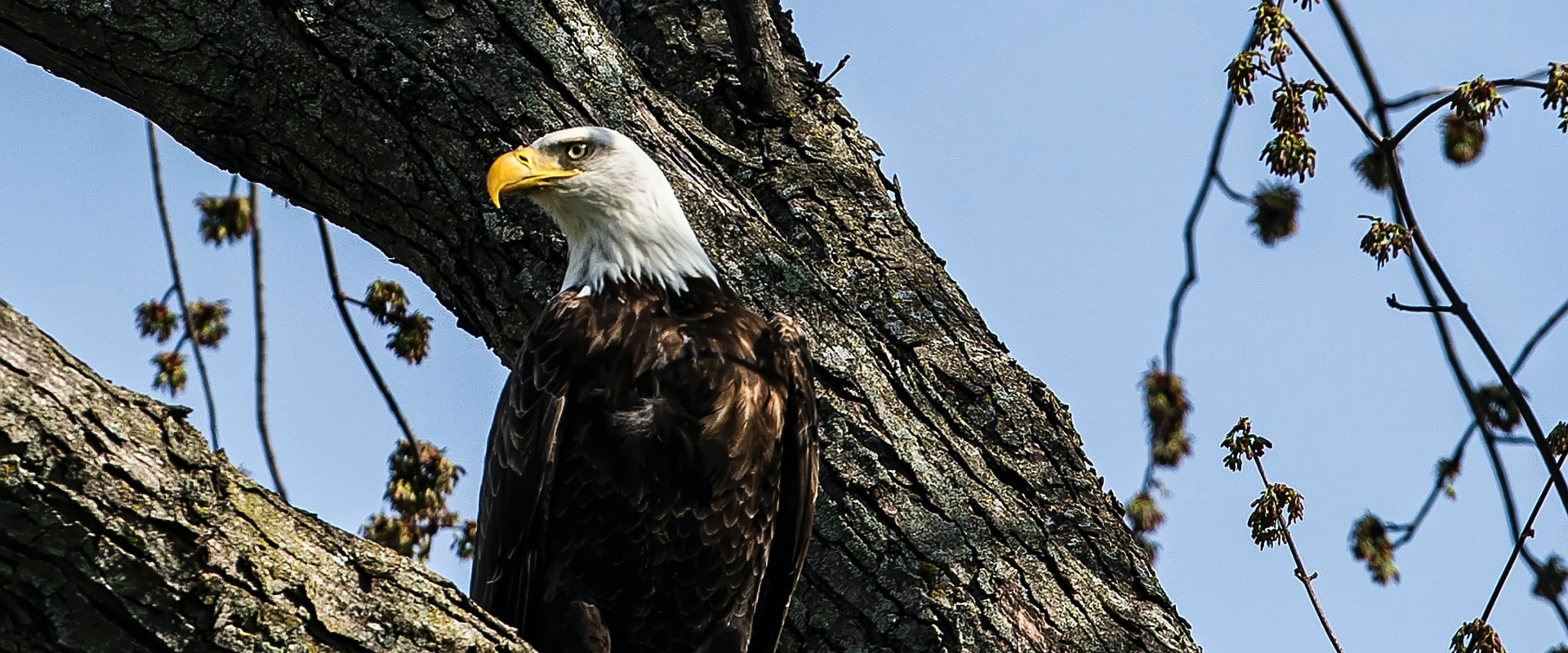 Uncovering the History of Eagle: A Comprehensive Guide to Cemetery Records