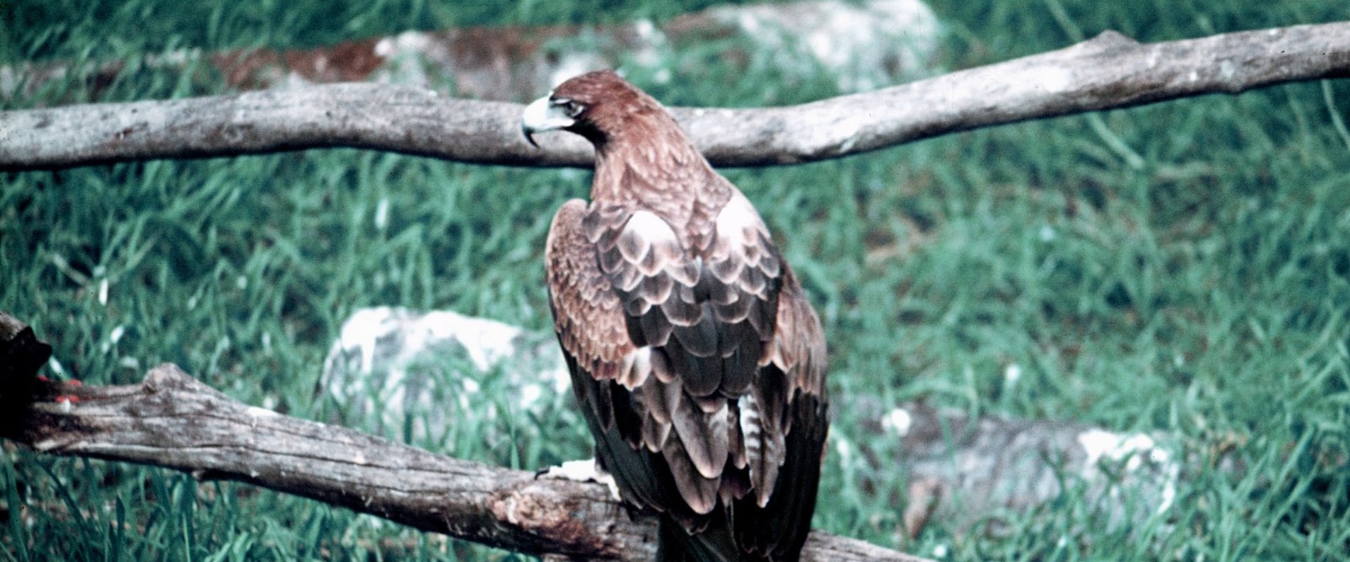 Exploring the History of Eagle: Virtual Exhibits and Online Collections