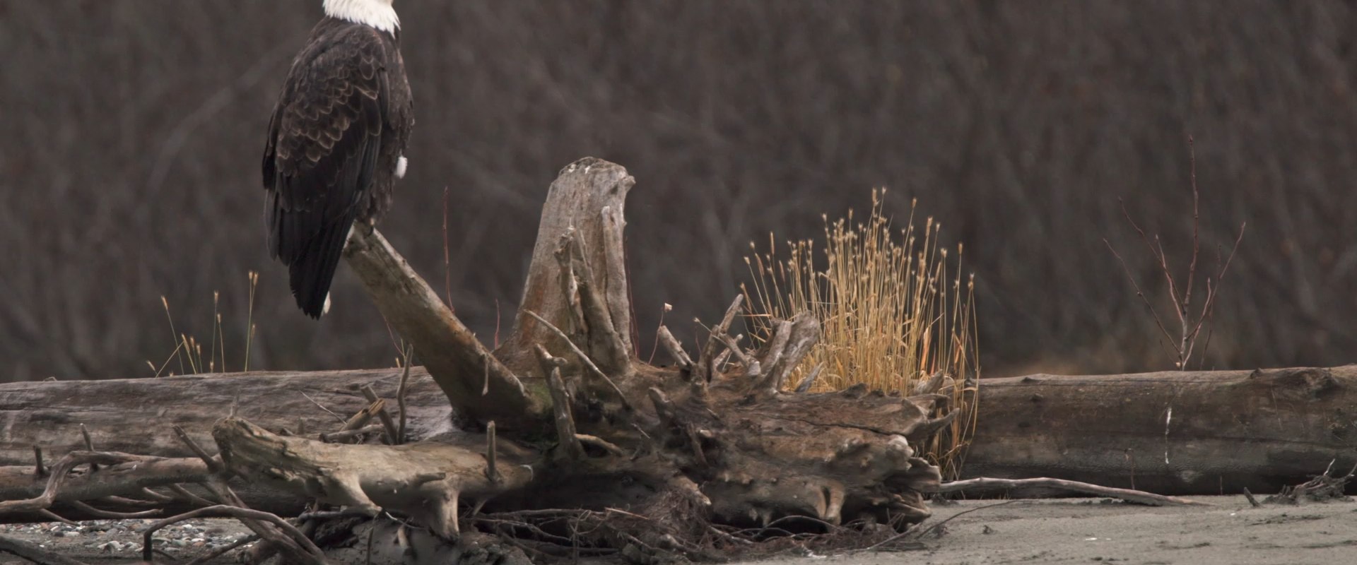 Sharing Family Histories and Photos: Exploring the Heritage of Eagle