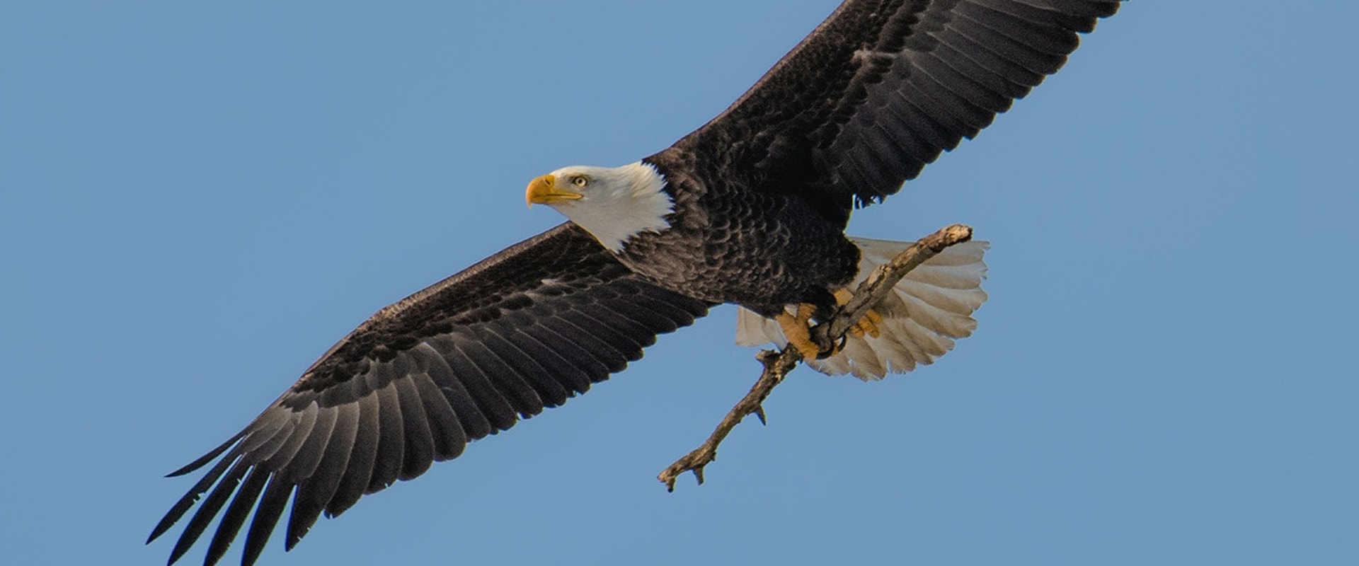 Docent and Tour Guide Opportunities: Explore the Rich Heritage of Eagle
