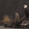 Exploring the Rich History of Eagle through Hands-on Activities and Demonstrations