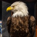 Assisting with Special Events in the Eagle Historical Society
