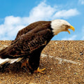 Online Courses on Specific Topics: Unlocking the Secrets of Eagle's History