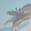 Photographs and Maps of Eagle: Exploring the Rich History and Community Heritage