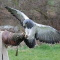 Exploring the Rich History of Eagle Through Historical Reenactments