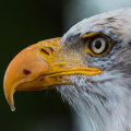 Discovering the Rich History of Eagle through Online Research Resources