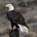 Creating Educational Resources for the Community: A Guide to the Eagle Historical Society
