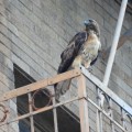 Eagle's Evolution: From a Small Town to a Thriving City