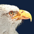 Exploring the Boomtown Years of Eagle