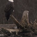 Uncovering the Past: Exploring the History of Eagle through Historical Documents and Records