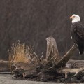 Exploring the Community Heritage of Eagle: A Look at the Restoration Projects of the Eagle Historical Society