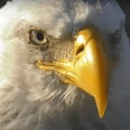 Uncovering the Rich History of the Eagle Historical Society Archives