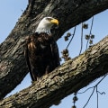 Uncovering the History of Eagle: A Comprehensive Guide to Cemetery Records
