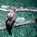 Exploring the History of Eagle: Virtual Exhibits and Online Collections