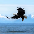 The History and Heritage of Eagle: A Guide to the Eagle Historical Society