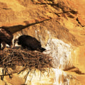 In-Classroom Presentations on History: Exploring the Eagle Historical Society