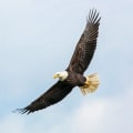 Exploring the Rich History of Eagle Through the Eagle Historical Society