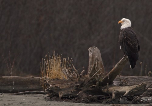Exploring the Rich History of Eagle through Hands-on Activities and Demonstrations
