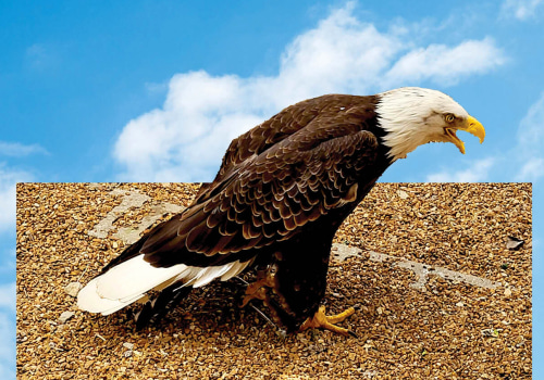 Online Courses on Specific Topics: Unlocking the Secrets of Eagle's History