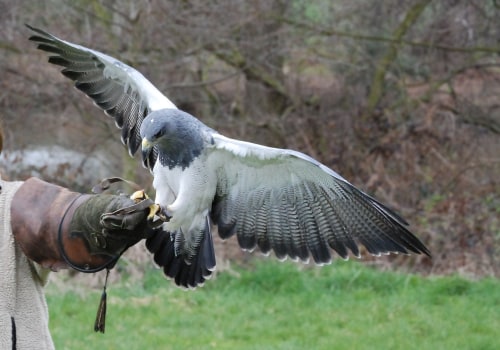 Exploring the Rich History of Eagle Through Historical Reenactments
