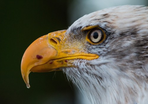 Discovering the Rich History of Eagle through Online Research Resources