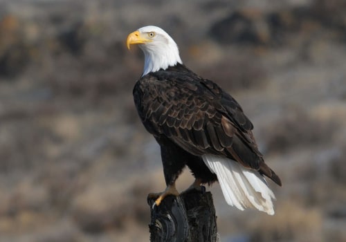 Creating Educational Resources for the Community: A Guide to the Eagle Historical Society