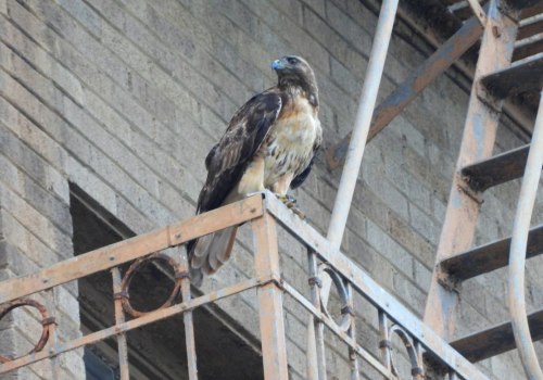 Eagle's Evolution: From a Small Town to a Thriving City