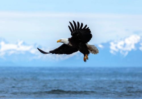 Discover the Rich Heritage of Eagle Through Picnics and Potlucks