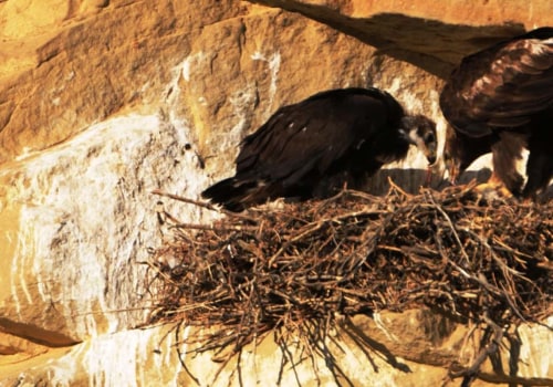 Community Involvement in Preservation: Exploring the History and Heritage of Eagle