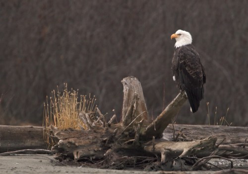 Discover the Rich History of Eagle Through Virtual Tours