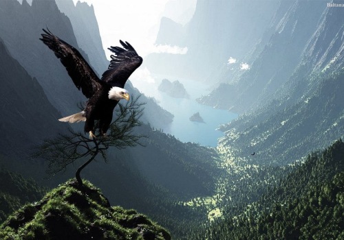 Tips for Organizing Your Research: A Comprehensive Guide to Discovering the History of Eagle