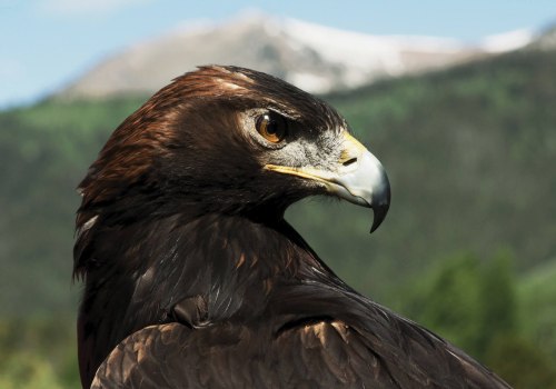 Connecting with Other Researchers: Exploring Eagle's History and Heritage