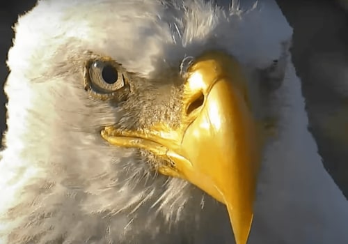 Uncovering the Rich History of the Eagle Historical Society Archives