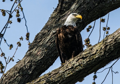 Uncovering the History of Eagle: A Comprehensive Guide to Cemetery Records