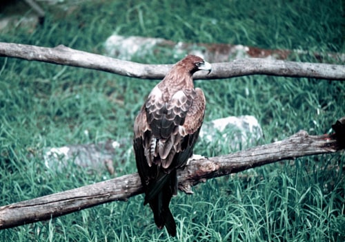 Exploring the History of Eagle: Virtual Exhibits and Online Collections