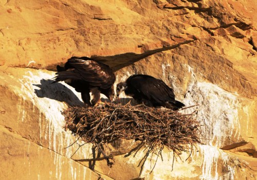 In-Classroom Presentations on History: Exploring the Eagle Historical Society
