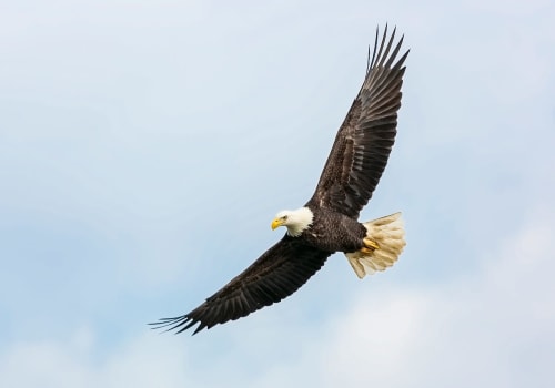 Exploring the Rich History of Eagle Through the Eagle Historical Society