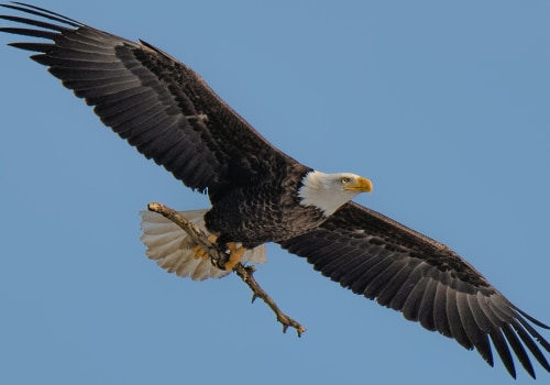 Docent and Tour Guide Opportunities: Explore the Rich Heritage of Eagle